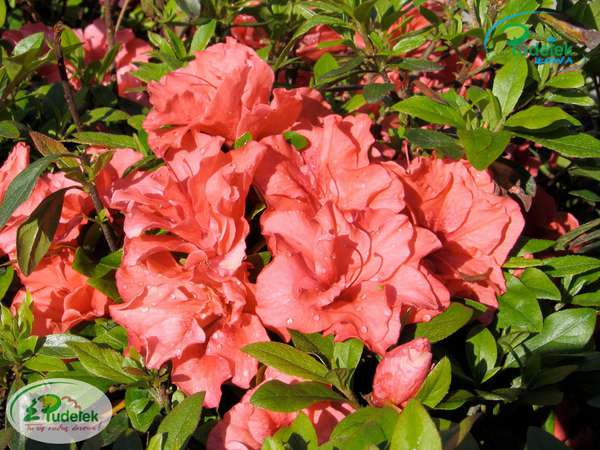 Azalia japońska Cherie